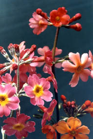 Primula aurantiaca 'Candy pink'